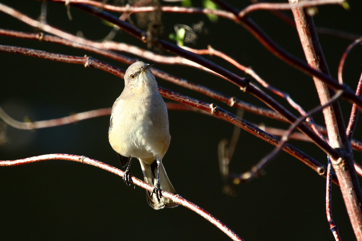 Northern Mockingbird - ML645827166