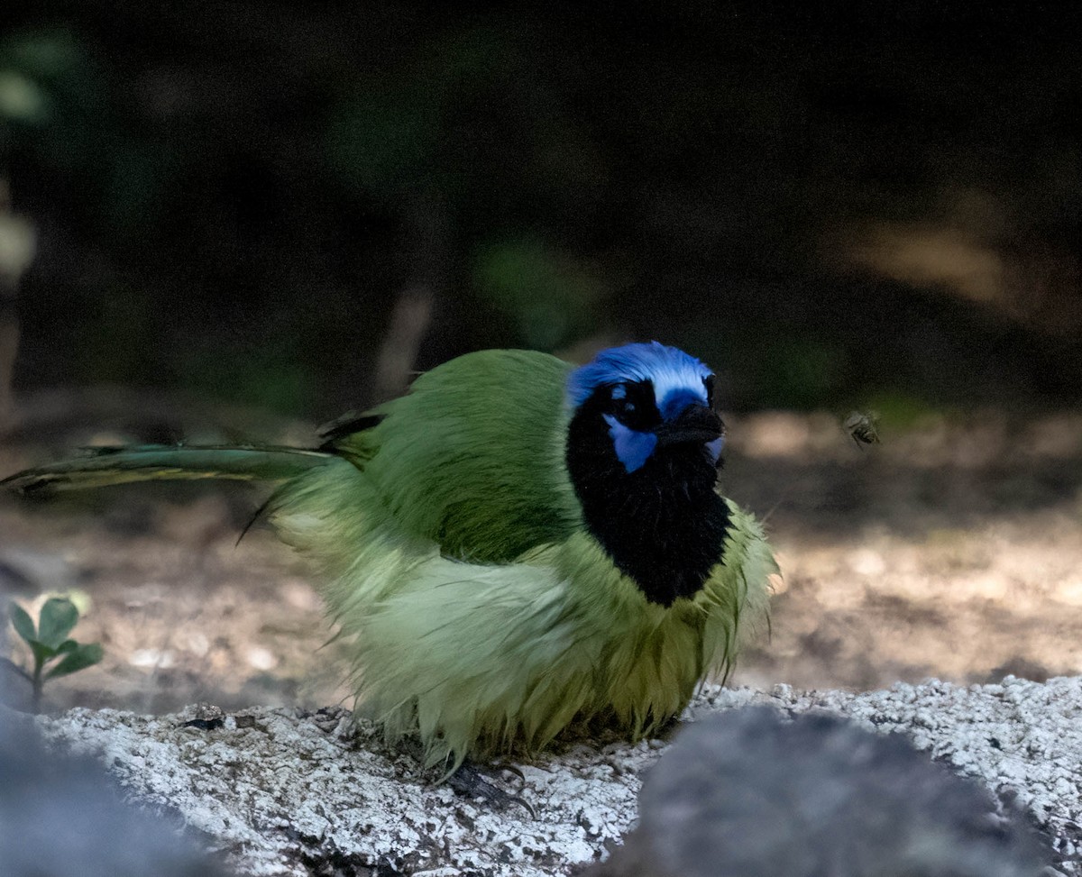 Geai vert - ML645827167