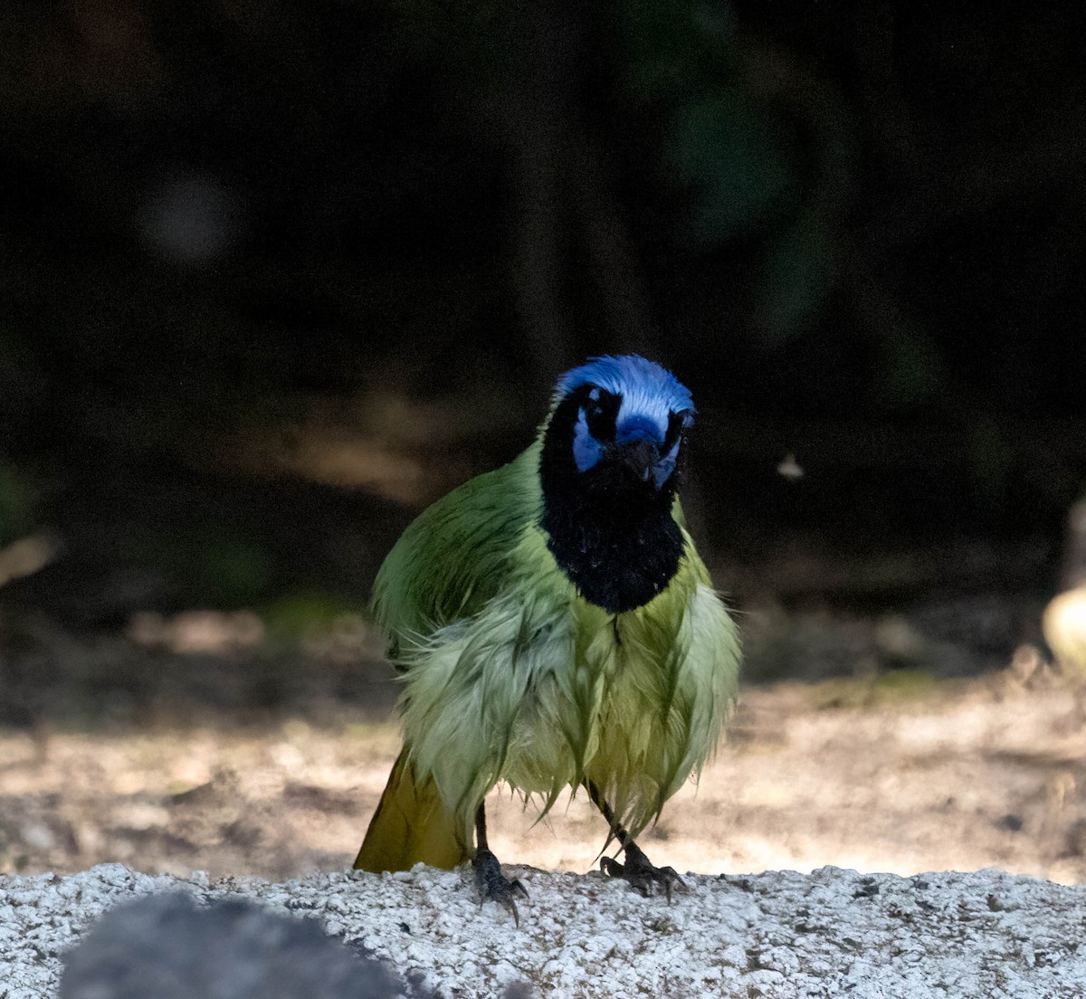 Geai vert - ML645827168