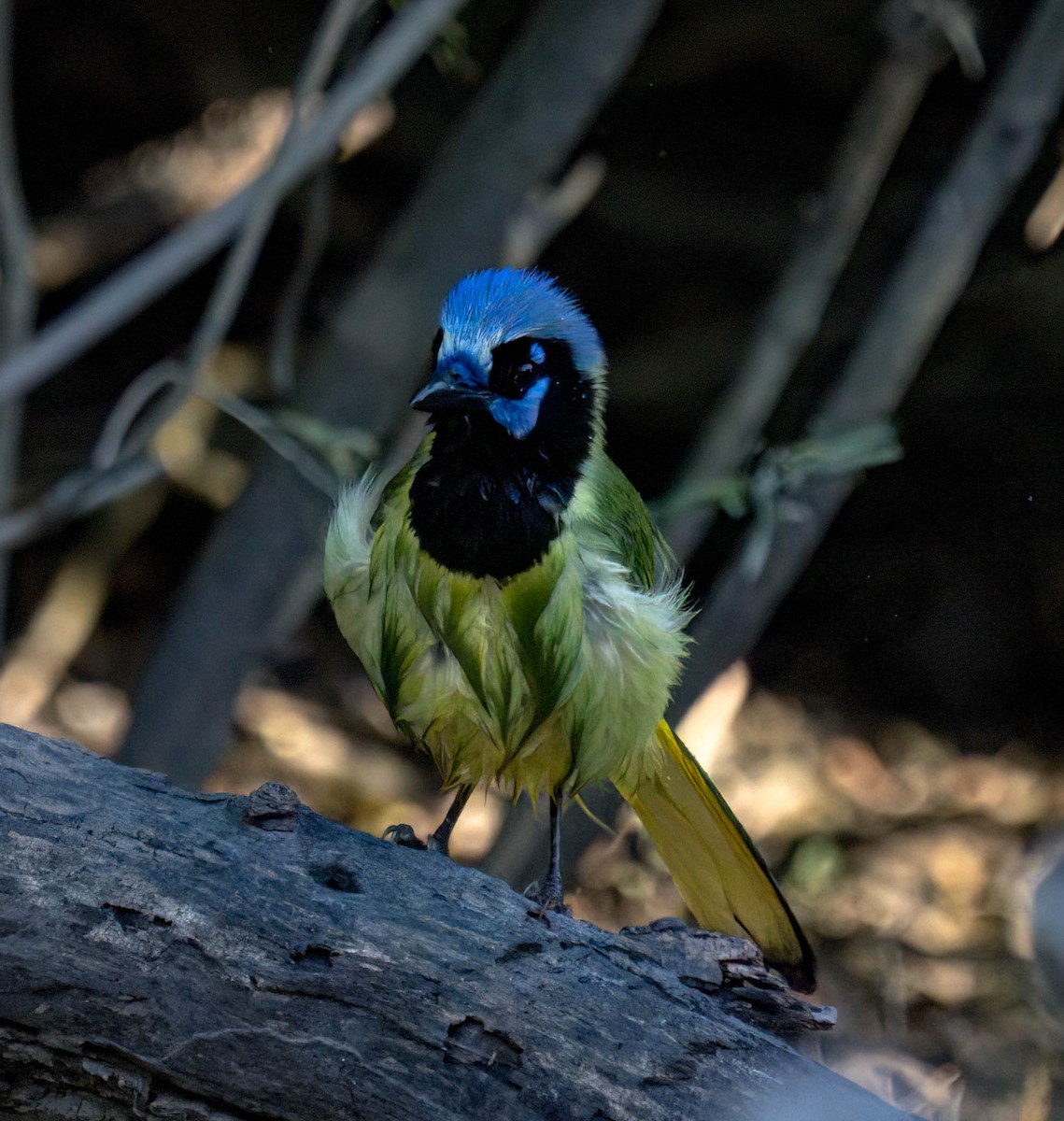 Geai vert - ML645827169