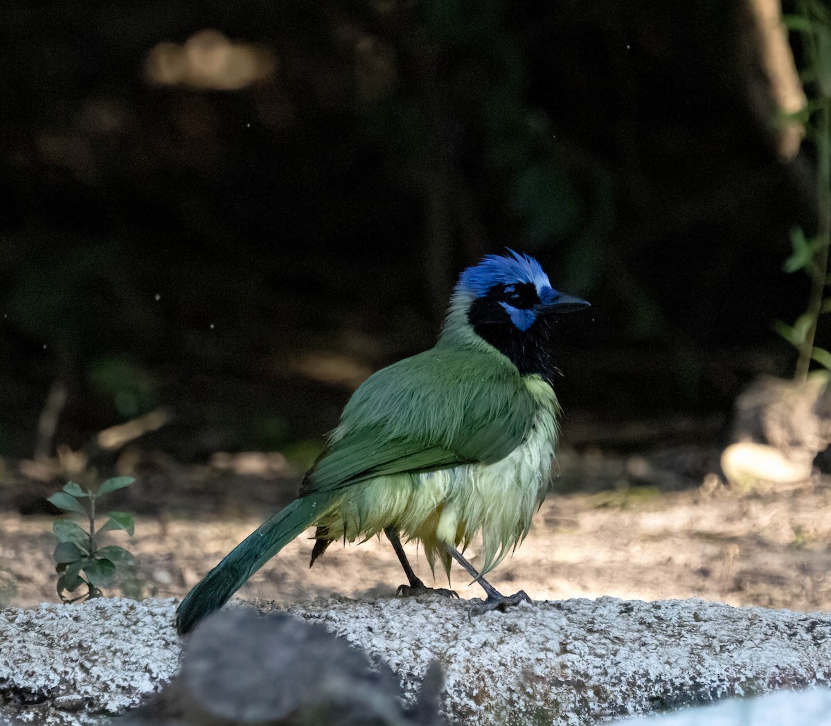 Geai vert - ML645827170