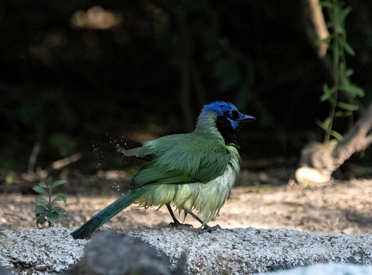 Geai vert - ML645827171