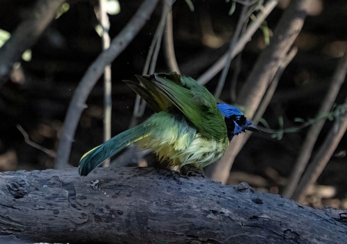 Geai vert - ML645827172