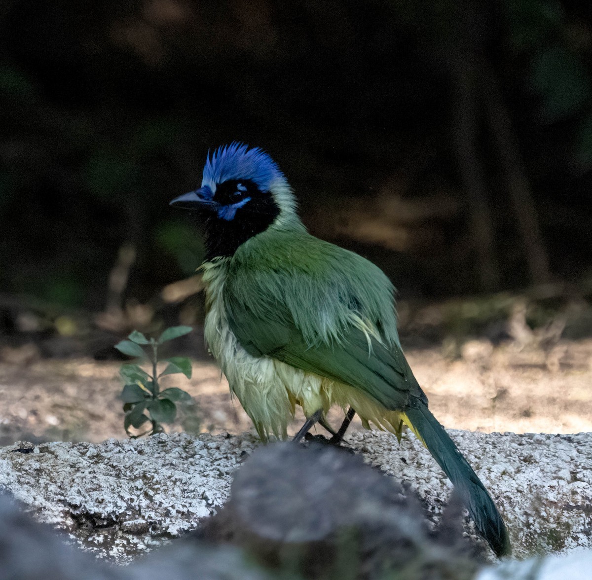 Geai vert - ML645827173