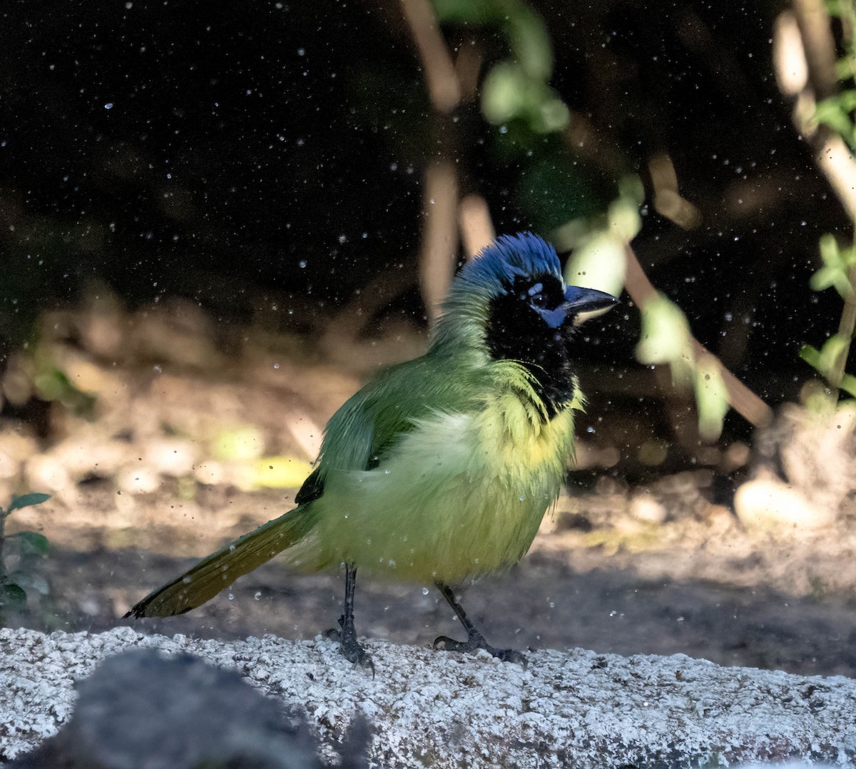 Geai vert - ML645827174