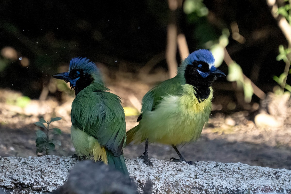 Geai vert - ML645827175