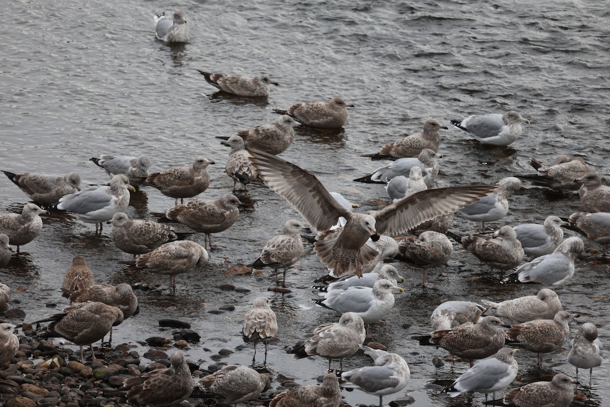 amerikagråmåke - ML645827176