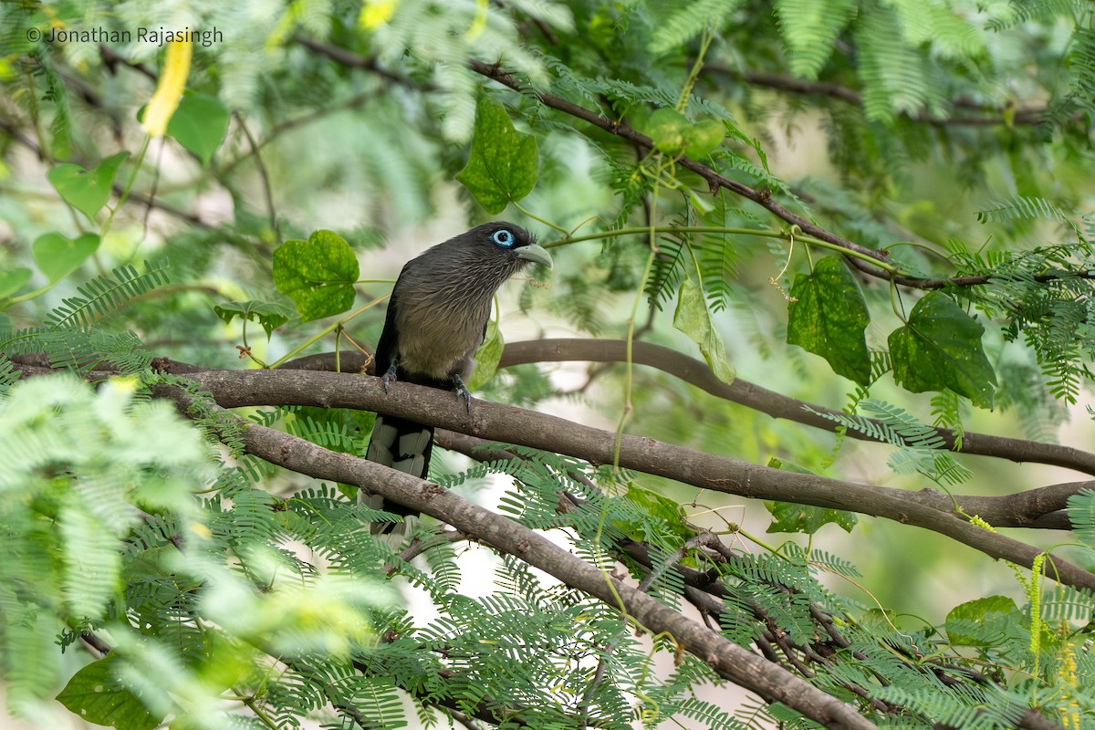 Blue-faced Malkoha - ML645827177