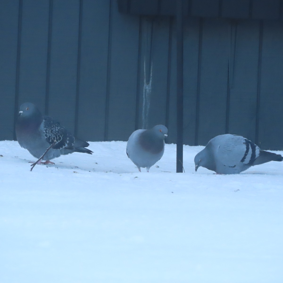 Rock Pigeon (Feral Pigeon) - ML645827179