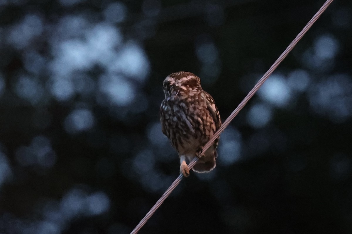 sýček obecný - ML645827180