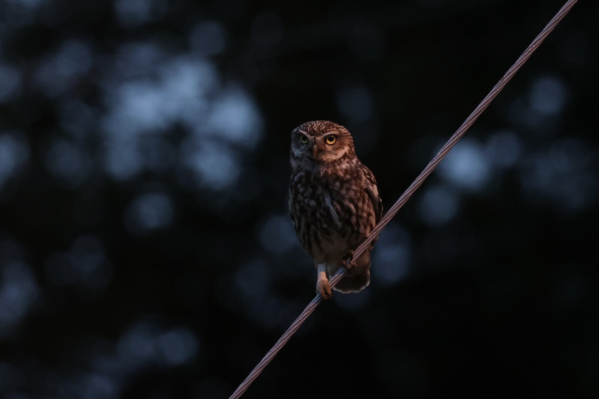 sýček obecný - ML645827181