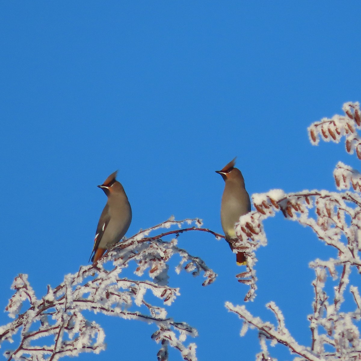 Bohemian Waxwing - ML645827182