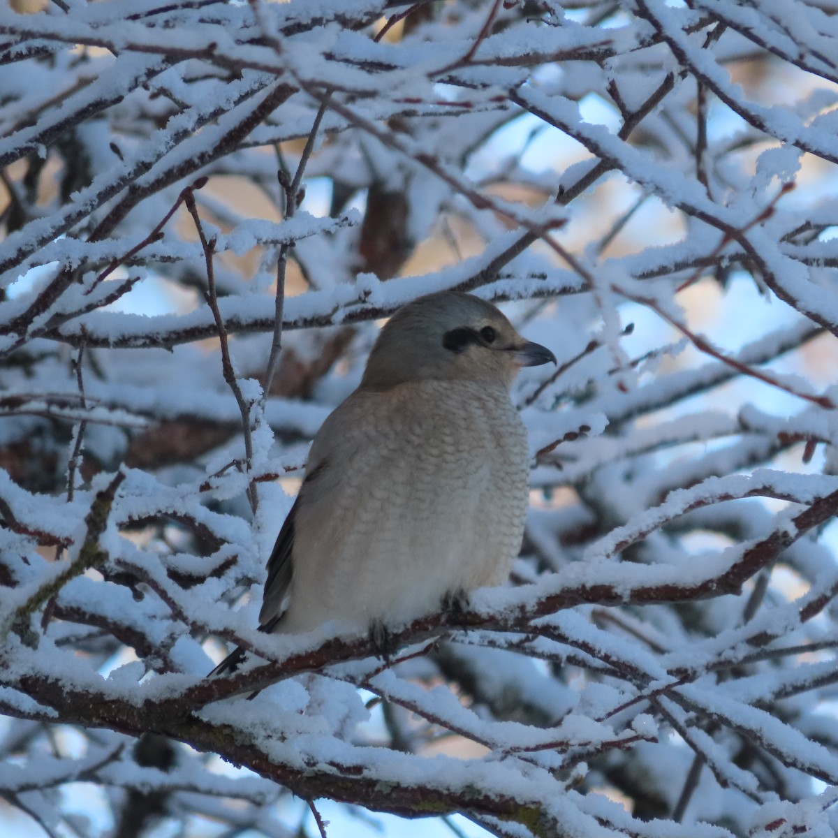 Northern Shrike - ML645827185