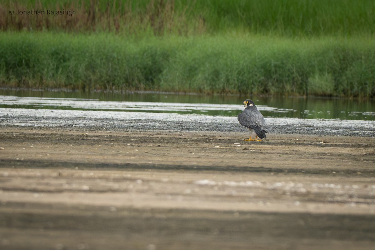 sokol stěhovavý - ML645827187