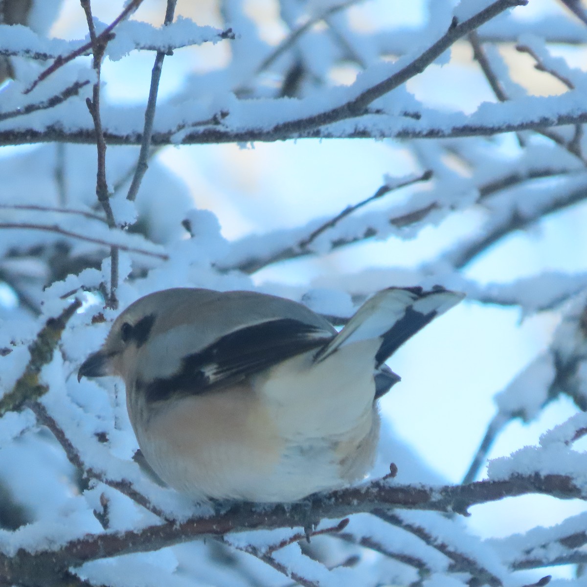Northern Shrike - ML645827188