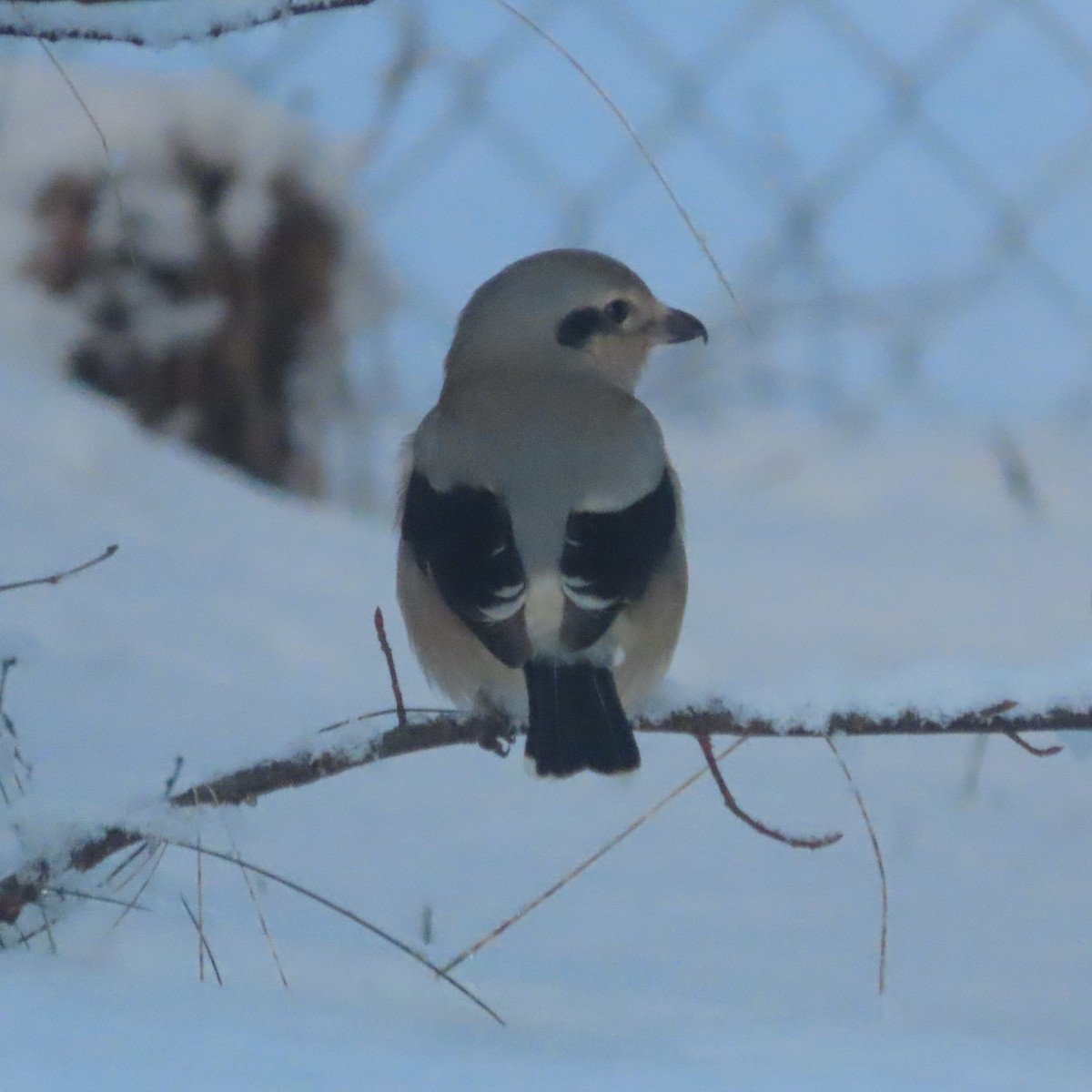 Northern Shrike - ML645827191