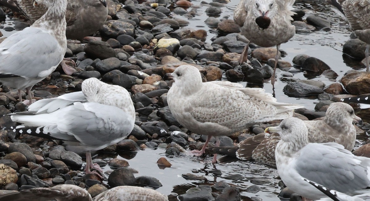 grønlandsmåke (kumlieni) - ML645827193