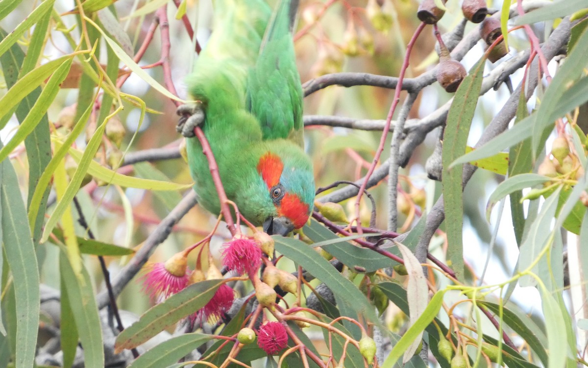 Musk Lorikeet - ML645827199
