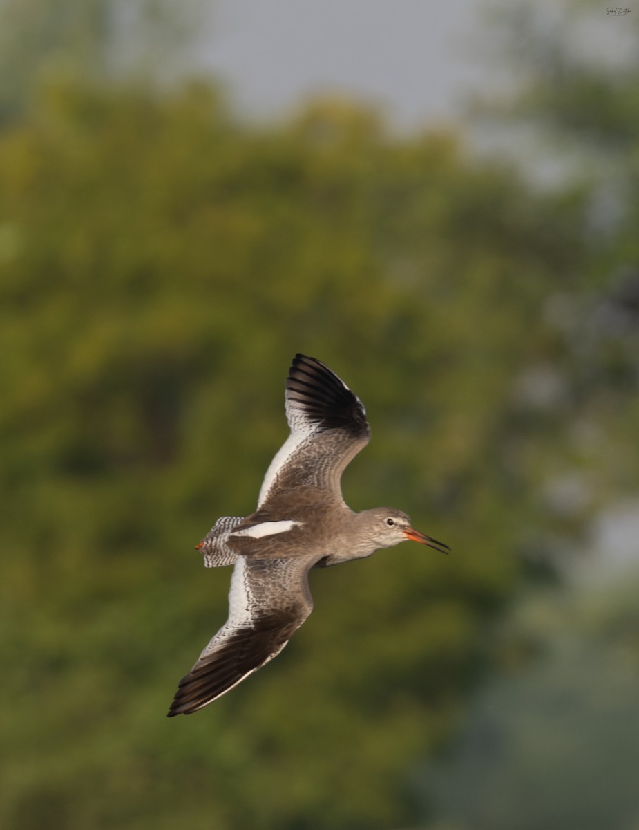 Common Redshank - ML645827201