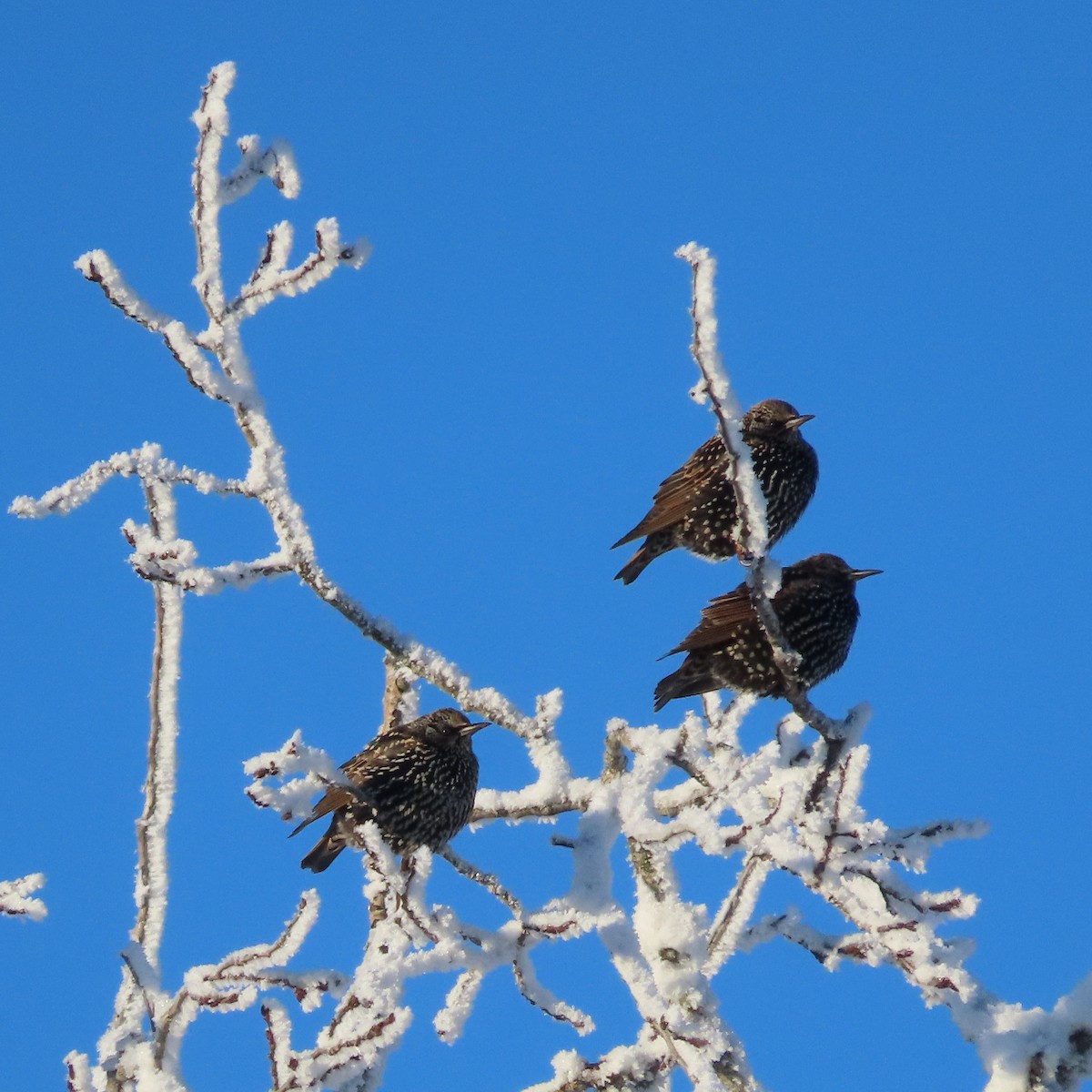 European Starling - ML645827203