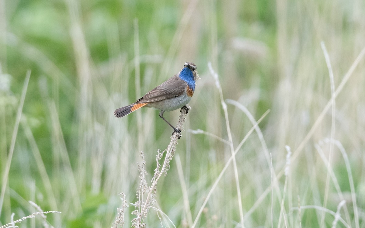 Bluethroat (Caucasian) - ML645827204