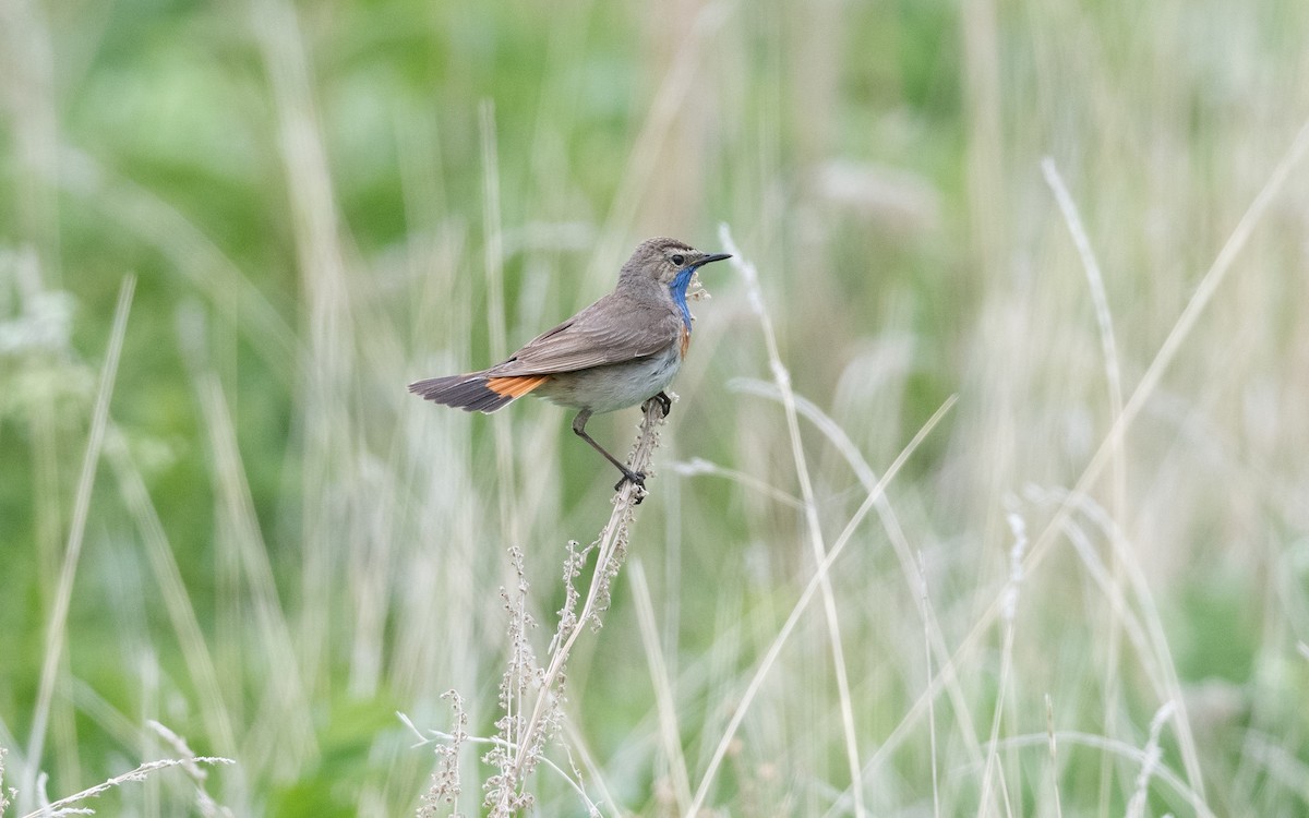 Bluethroat (Caucasian) - ML645827205