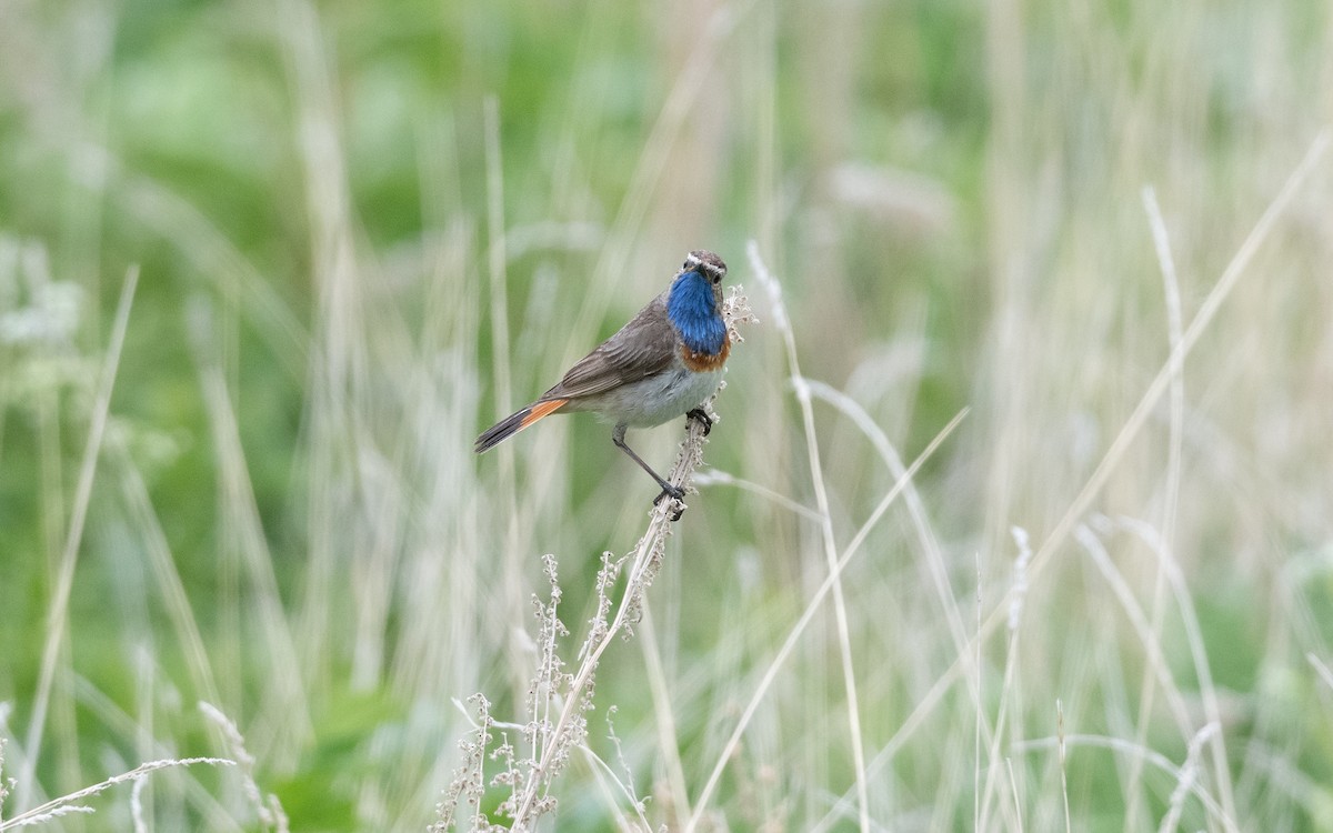 Bluethroat (Caucasian) - ML645827206