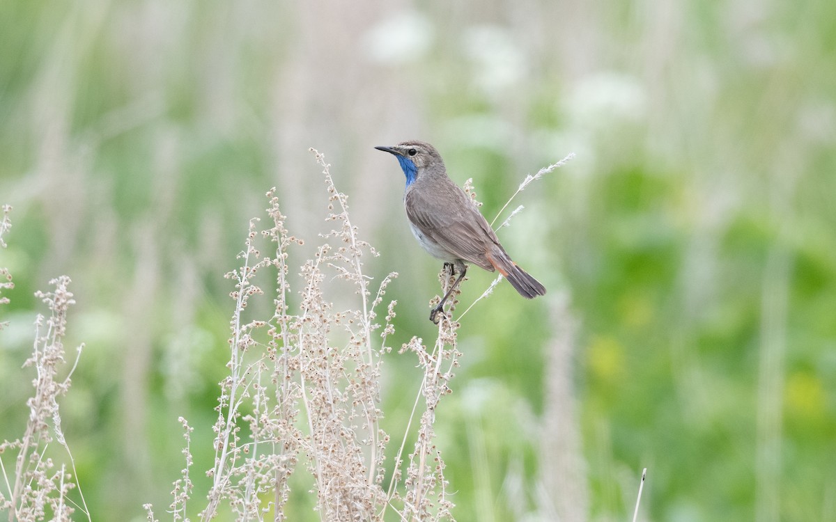 Bluethroat (Caucasian) - ML645827207
