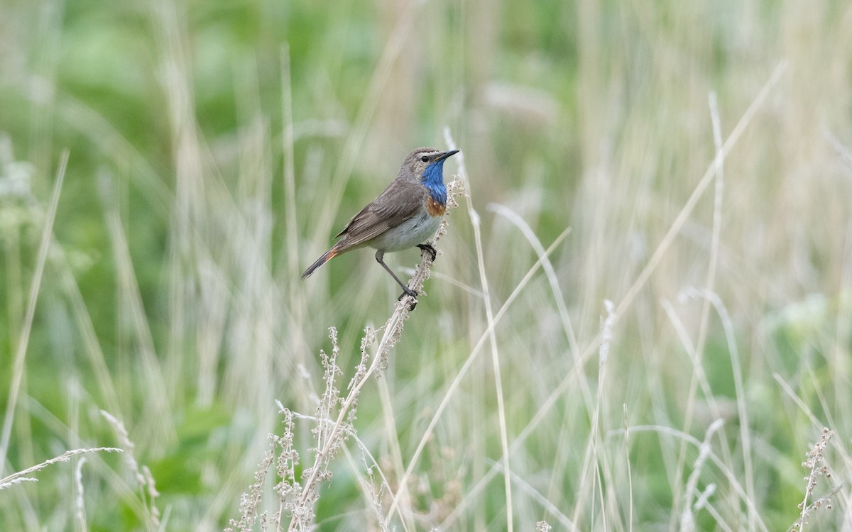 Bluethroat (Caucasian) - ML645827208