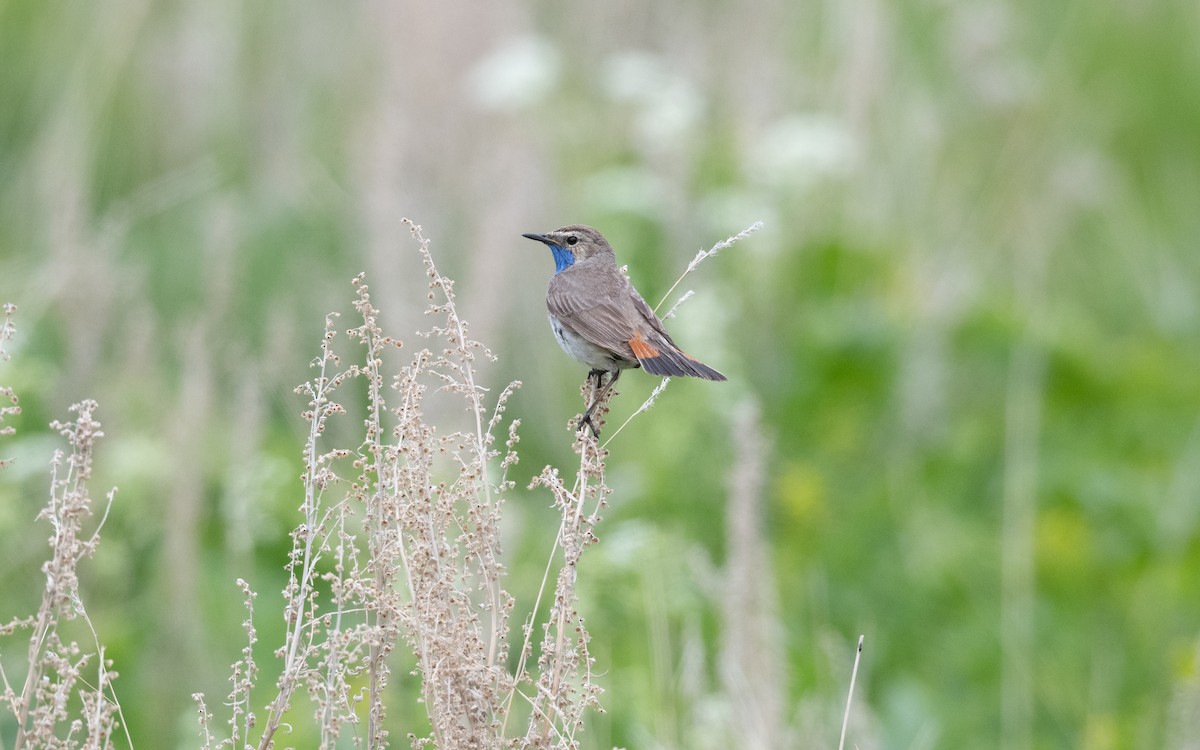 Bluethroat (Caucasian) - ML645827209