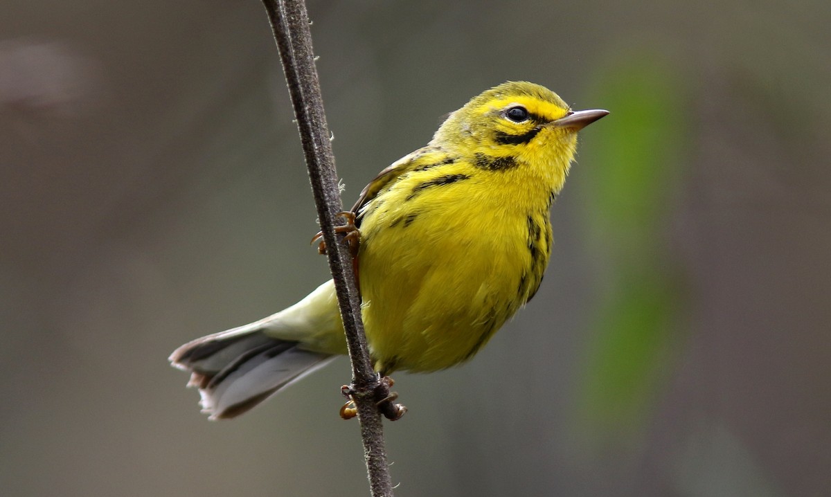 Prairie Warbler - ML64582721