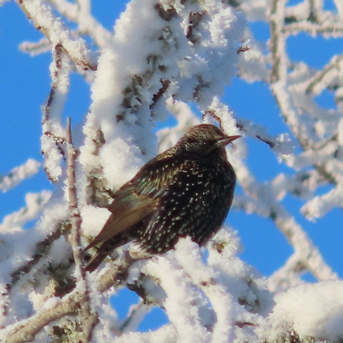 European Starling - ML645827210