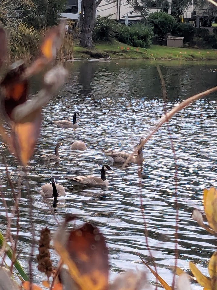 Greater White-fronted Goose - ML645827211