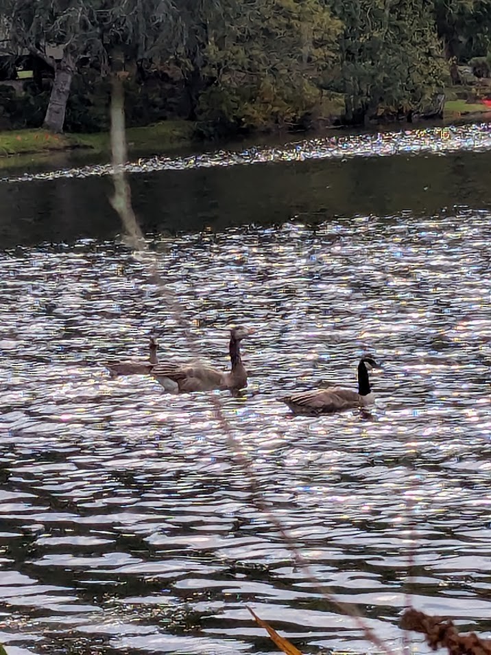 Greater White-fronted Goose - ML645827212