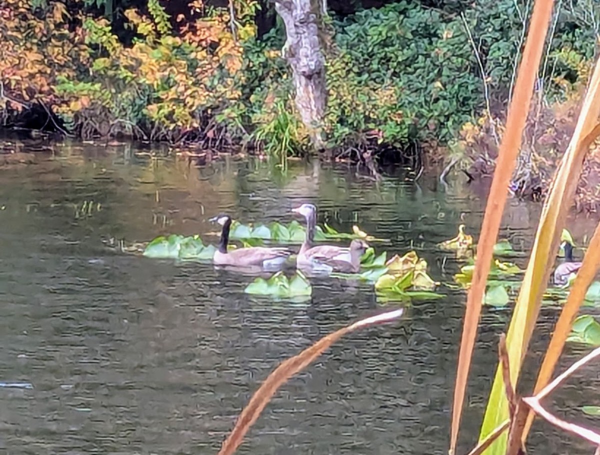 Greater White-fronted Goose - ML645827213
