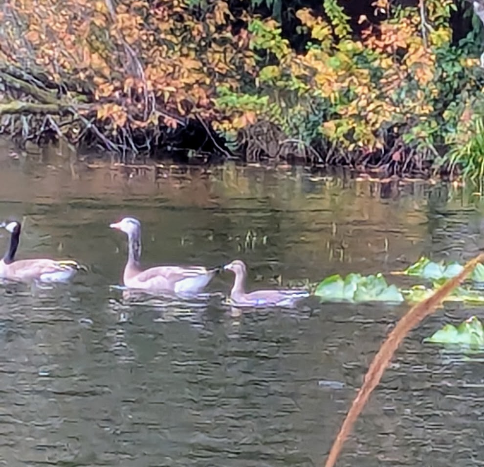 Greater White-fronted Goose - ML645827214