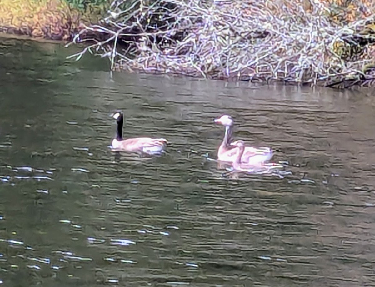 Greater White-fronted Goose - ML645827215
