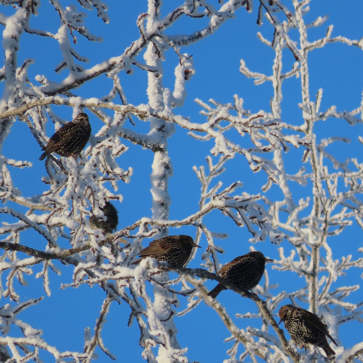 European Starling - ML645827216