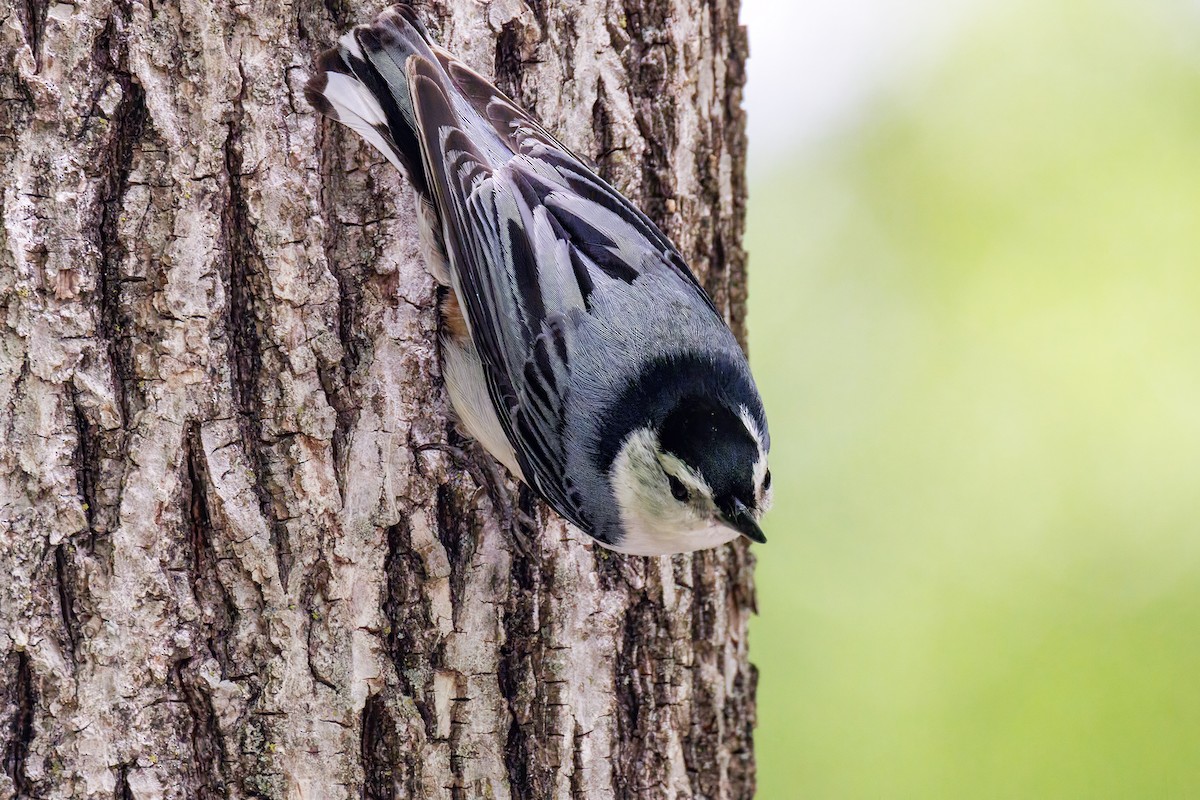 White-breasted Nuthatch - ML645827217