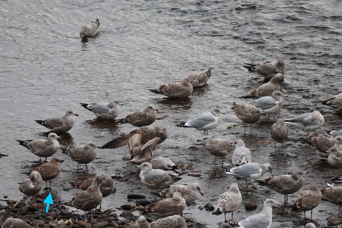 gull sp. - ML645827218