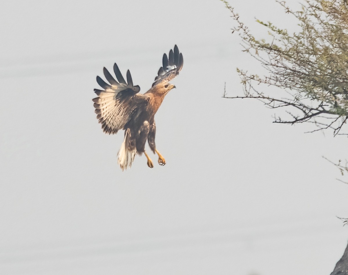 Long-legged Buzzard - ML645827219