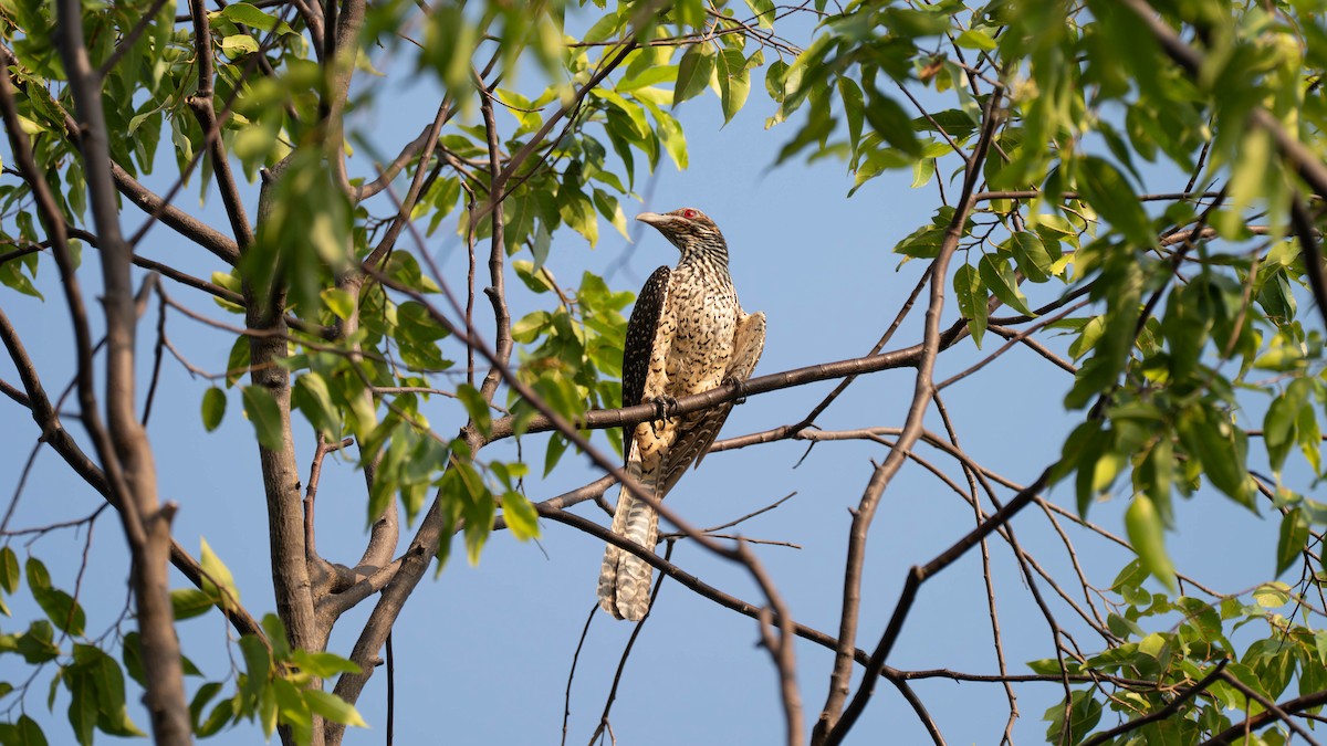Asian Koel - ML645827220