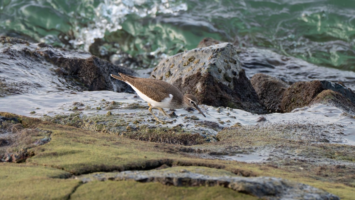 Common Sandpiper - ML645827221
