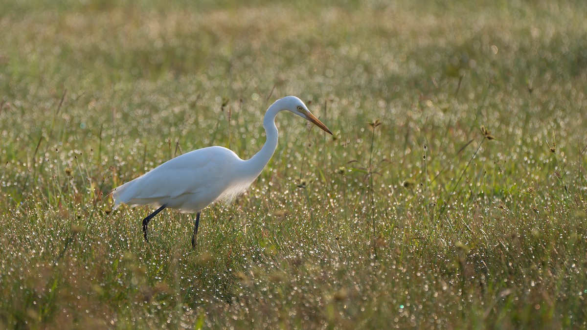 Medium Egret - ML645827222