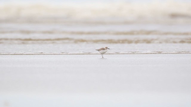 White-faced Plover - ML645827223