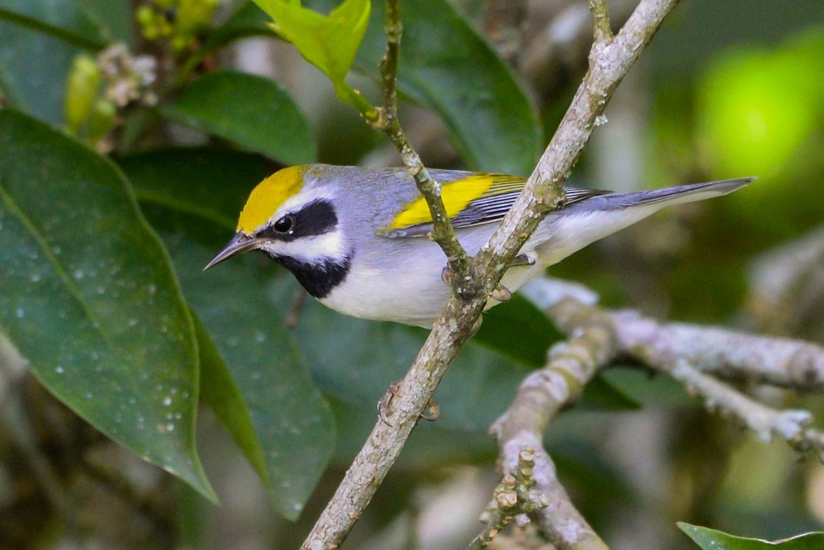 Golden-winged Warbler - ML645827224