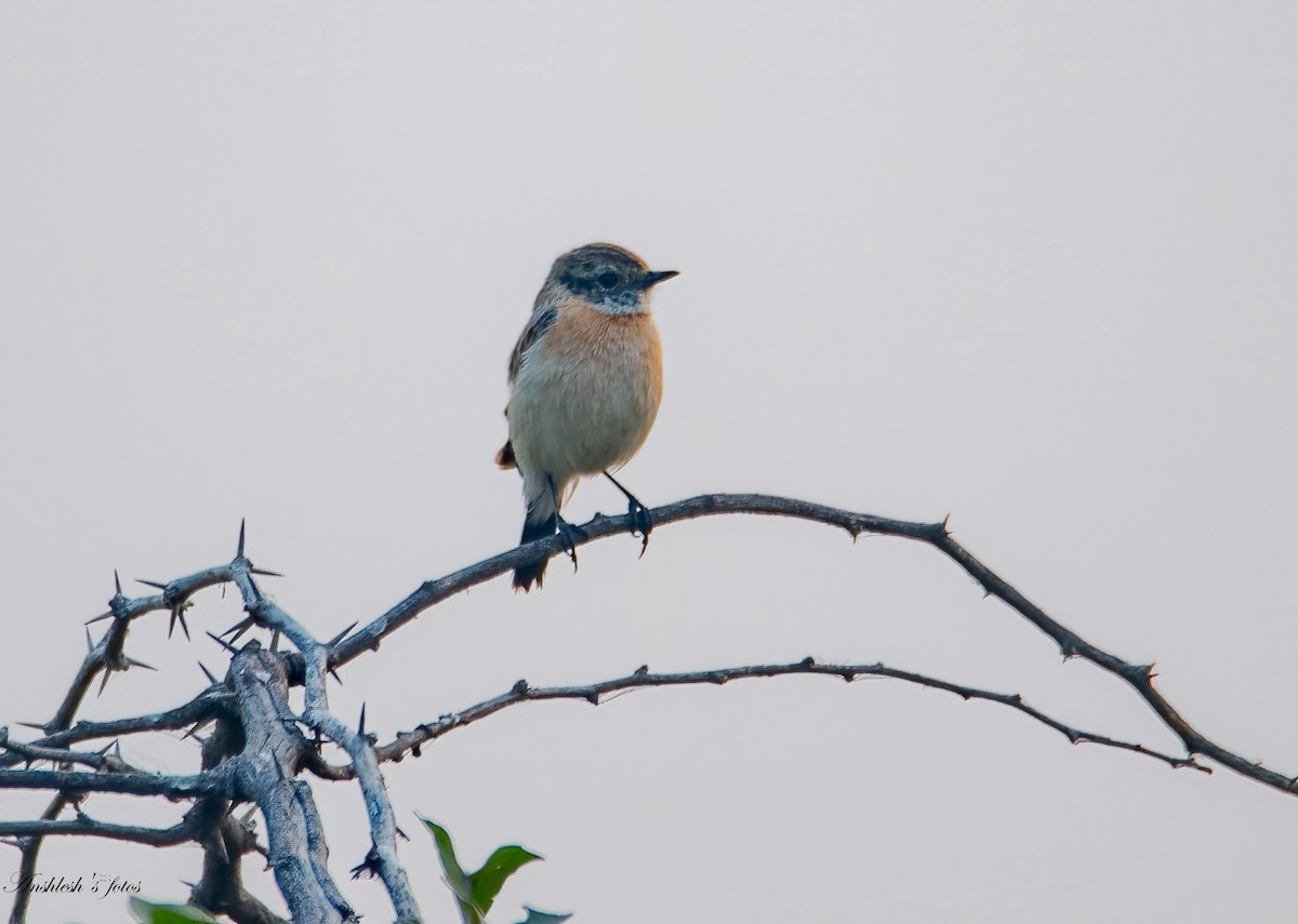 Siberian Stonechat - ML645827225