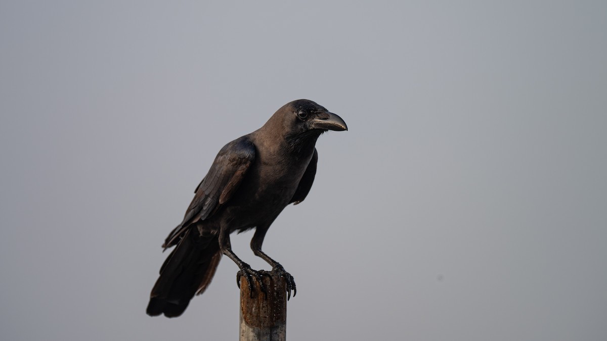 House Crow - ML645827226