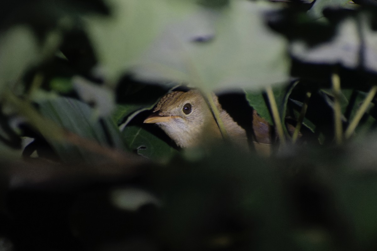 Очеретянка товстодзьоба - ML645827227