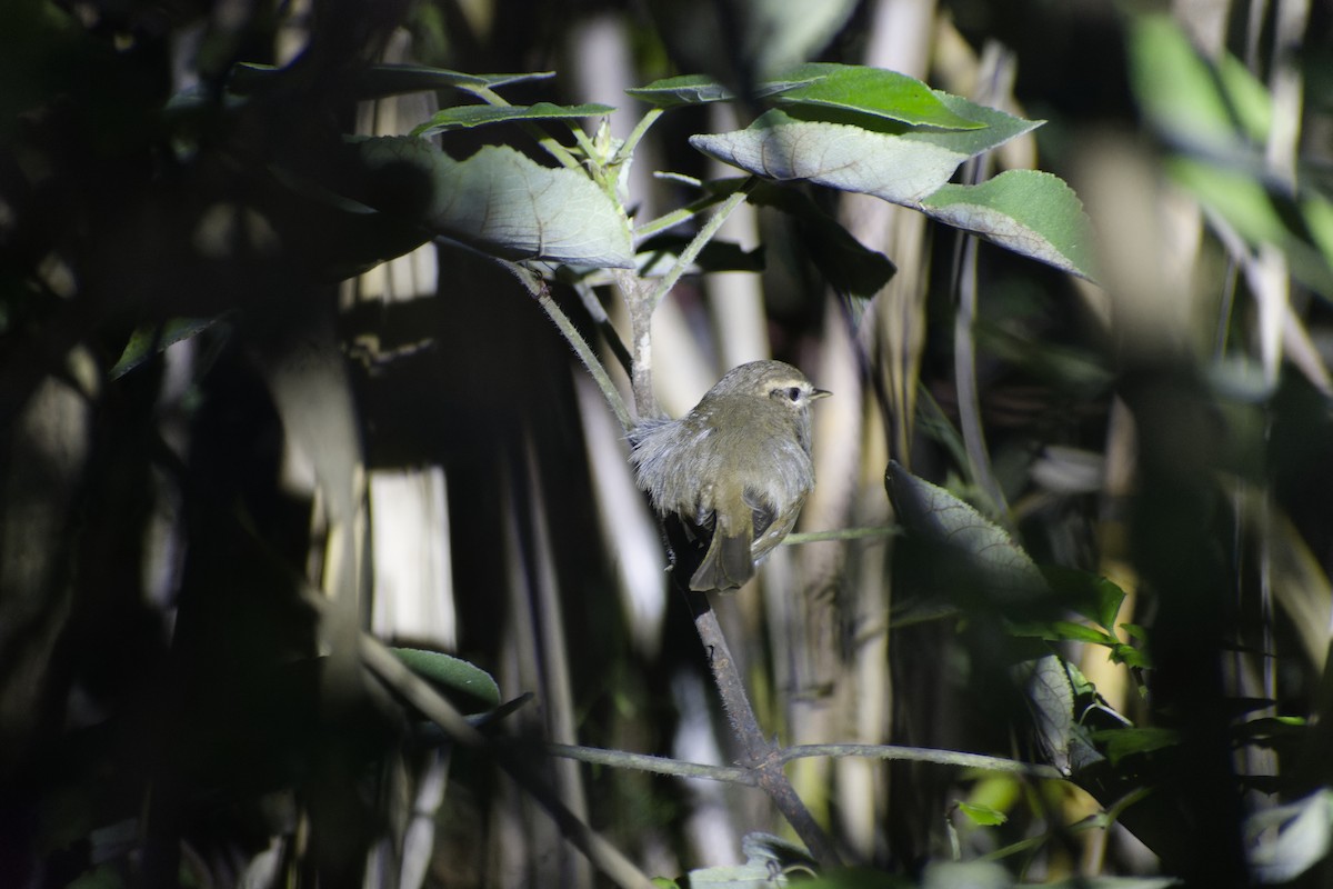 ムジセッカ - ML645827229